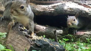 Squirrels Have Fun Playing Inside Hollow Logs; Squirrel Watching; Videos for Cats to Watch; Cat TV.