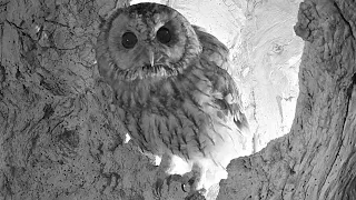 Tawny Owl Luna Battles Barn Owl for Nest 🦉⚔🦉 | Luna & Bomber | Robert E Fuller