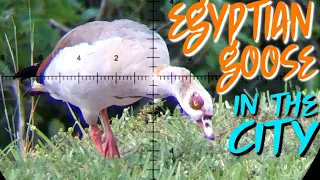 EGYPTIAN GOOSE Pest Control HUNT with Jessica from @iguanaSnipers