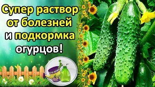 СУПЕР РАСТВОР ОТ БОЛЕЗНЕЙ ОГУРЦОВ + ПОДКОРМКА. КАК УВЕЛИЧИТЬ УРОЖАЙ И ПРОДЛИТЬ ПЛОДОНОШЕНИЕ?