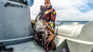 In SEARCH of the GREAT DUSKY Grouper