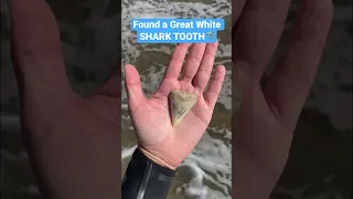 Great White SHARK TOOTH🦈 on my way out from surfing🏄🏼‍♀️