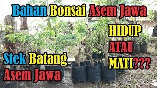 Bahan Bonsai Asem Jawa || Update Hasil Eksperimen Stek Batang Dengan 4 Media