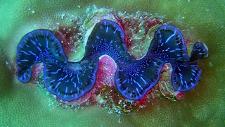 Facts: The Giant Clam