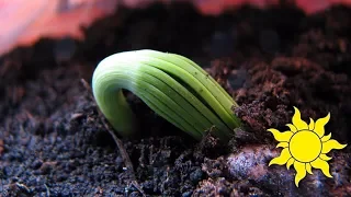 Birth of a tree. Stone pine. Rapid viewing seeds germination. Pinus pinea ☀SunVideo