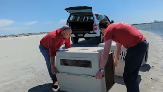 Earth Day Seal Release and Rescue -April 22, 2024