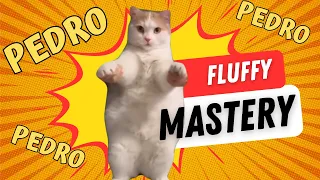 Pedro Pedro Pedro but Meme Cats Sing It  - Purrfect Kitty