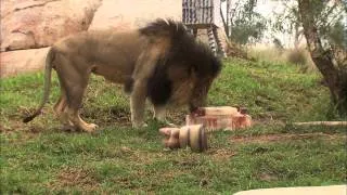 Lions Go Wild Over Birthday Treats