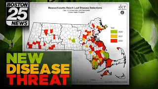 New disease threatening historic trees across Massachusetts