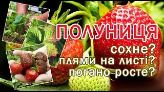 Шкідники та Хвороби Полуниці 🍓 Як попередити та чим обробити? Кліома Сервіс