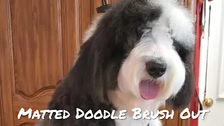 How to brush out a matted Doodle