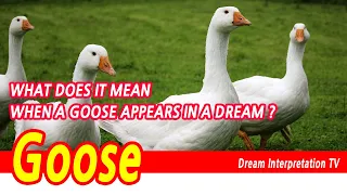 Goose Dream Interpretation, Goose in dream meaning, If a goose comes in a dream, Goose Dreams