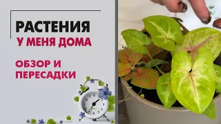 Растения у меня дома. Второй этаж. Обзор и пересадки.