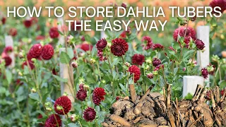 Storing Dahlia Tubers the EASY WAY / How to Dig and Store Dahlia Tubers "Dirty" / Dahlia Flower Care