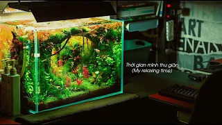 #5 Spring of forest | Desktop aquarium | 50P | Aquascape step by step