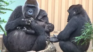 (2019/9)ゲンタロウとキンタロウ 13⭐️ゴリラ【京都市動物園】Gorilla brothers gentaro & kintaro 13