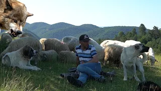 KURTLAR 3 ÇOBANIN SÜRÜSÜNE AYNI ANDA SALDIRDI ! LADİK /TATLICAK KÖYÜ YAYLASI HD BELGESEL KANGAL KURT