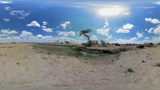 Asilia Africa: Lioness Drinking in Ruaha