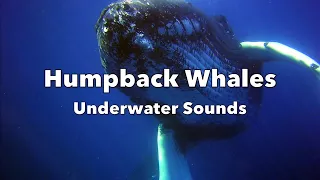 Humpback Whales Underwater Sounds