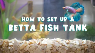 HOW TO SET UP A BETTA FISH TANK | the correct way