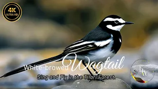 Birdwatching Paradise: Exploring the Tilari Forest with Advait World. Part 1 - White-browed Wagtail