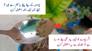 Yellow leaves solution only 2 minutes || پودوں کے پتے پیلے ہونے سے کیسے روکیں ۔