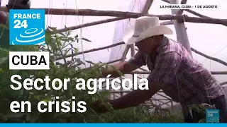 Problemas en sector agrícola genera escasez de alimentos en Cuba • FRANCE 24 Español