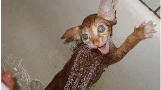 Кошки и вода. Очень смешное видео. СМОТРИТЕ.