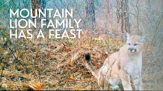 Mountain Lions Kill Elk and Have a Feast! Wait to See How Many Show Up! Stealth Cam Footage.