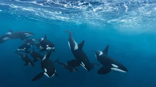 What's Killing The Killer Whales?