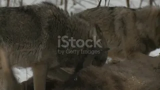 Pack of wolves eating dead young bison. Belarus, Chernobyl