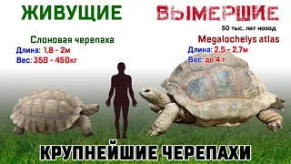 РАЗМЕРЫ ВЫМЕРШИХ И ЖИВУЩИХ ЖИВОТНЫХ /  SIZES OF EXTRACTED AND LIVING ANIMALS