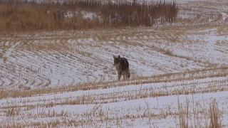 North Dakota Coyote Hunting:  Late January success