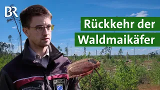 Maikäfer-Engerlinge: Wie sie den Wald zerstören und was man tun kann | Unser Land | BR