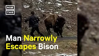 Bison Charges Man for Getting Too Close 😳
