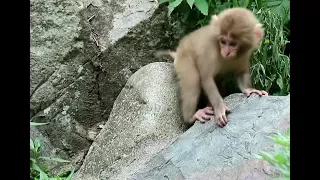 Baby monkey's big jump