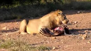 Male Lion Feeding at Mabalingwe