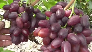 Сорт винограду "Красная Пуля (Сюзанна)" - сезон 2022 # Grape variety "Krasnaia Pulia" - season 2022