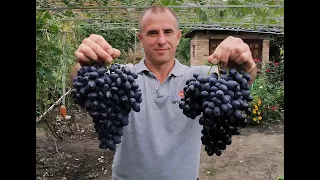 Кишмиш "Витро блэк/Витро чёрный. Сезон 2020 (Vitro black seedless. Season 2020)