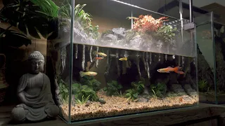 Guppy Aquaterrarium l Betta Snail Frog Aquascape