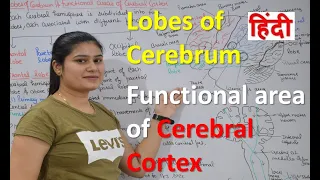 Lobes of cerebrum | Functional areas of Cerebral cortex in Hindi