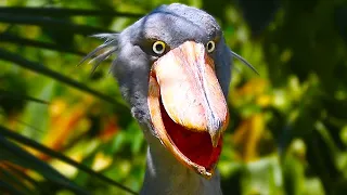 Shoebill Stork – Prehistoric Dinosaur Looking Bird