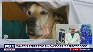 What is Strep Zoo and how does it affect dogs?