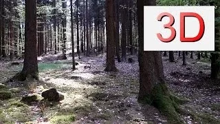 3D Video 4K, UHD: The Forest is Free