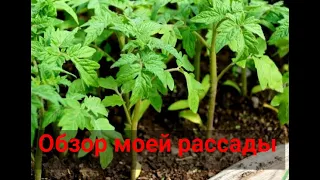 Моя рассада //Обзор рассады в теплице 🫑🍅🥦