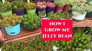 HOW TO GROW SEDUM JELLY BEAN | JELLY BEAN STEM AND LEAF PROPAGATION | SUCCULENTS CARE