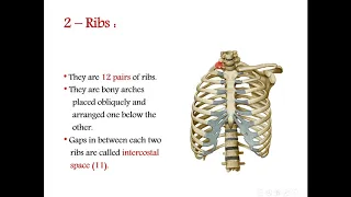 The thorax Anatomy ( part 1 )