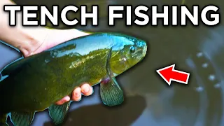 Simple Tench Tactics - Feeder Fishing For Tench