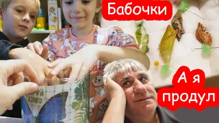 VLOG У нас появились настоящие бабочки