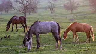 Morning Peace Music THE BEST. Мелодия ВЕСНЫ. Мощная и красивая музыка.